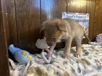 Porsche , a female Siberian Husky and Black Mouth Cur for sale in Walnut Creek, CA – Photo 9 of 10