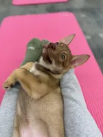 Porsche , a female Siberian Husky and Black Mouth Cur for sale in Walnut Creek, CA – Photo 3 of 10