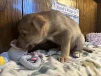 Porsche , a female Siberian Husky and Black Mouth Cur for sale in Walnut Creek, CA – Photo 3 of 10