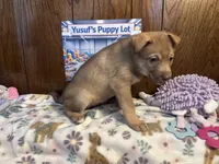 Porsche , a female Siberian Husky and Black Mouth Cur for sale in Walnut Creek, CA – Photo 7 of 10