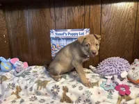 Porsche , a female Siberian Husky and Black Mouth Cur for sale in Walnut Creek, CA – Photo 6 of 10