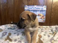 Bugatti, a male Siberian Husky and Black Mouth Cur for sale in Walnut Creek, CA – Photo 10 of 10