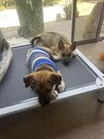 Bugatti, a male Siberian Husky and Black Mouth Cur for sale in Walnut Creek, CA – Photo 7 of 10