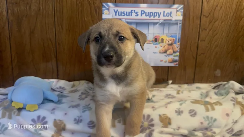 Bugatti – Siberian Husky, Black Mouth Cur puppy for sale in Walnut Creek, CA