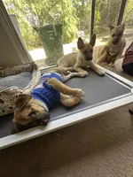 Bugatti, a male Siberian Husky and Black Mouth Cur for sale in Walnut Creek, CA – Photo 6 of 10