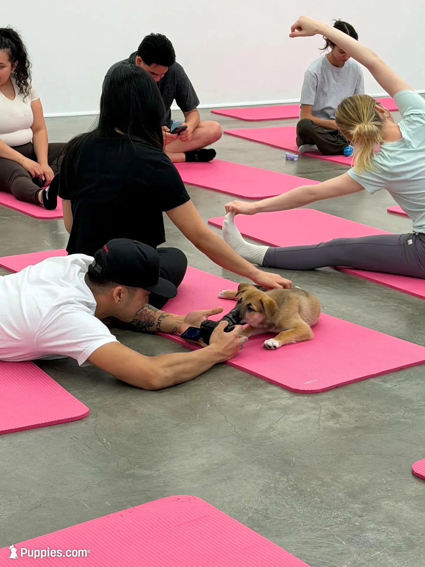 Bugatti – Siberian Husky, Black Mouth Cur puppy for sale in Walnut Creek, CA