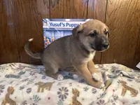 Bugatti, a male Siberian Husky and Black Mouth Cur for sale in Walnut Creek, CA – Photo 9 of 10
