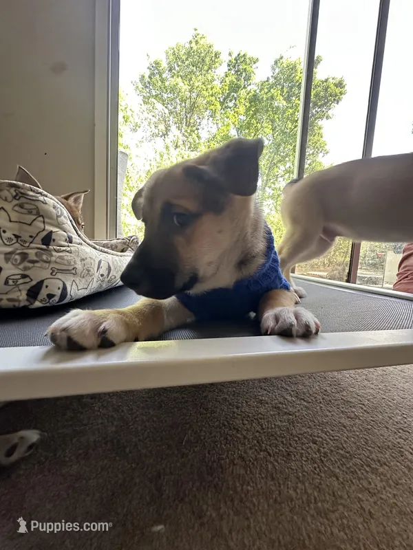 Bugatti – Siberian Husky, Black Mouth Cur puppy for sale in Walnut Creek, CA