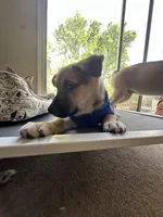 Bugatti, a male Siberian Husky and Black Mouth Cur for sale in Walnut Creek, CA – Photo 1 of 10