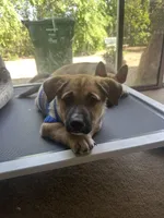 Bugatti, a male Siberian Husky and Black Mouth Cur for sale in Walnut Creek, CA – Photo 3 of 10