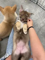 Rolls , a female Siberian Husky and Black Mouth Cur for sale in Walnut Creek, CA – Photo 2 of 10