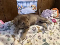 Rolls , a female Siberian Husky and Black Mouth Cur for sale in Walnut Creek, CA – Photo 2 of 10