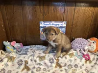 Rolls , a female Siberian Husky and Black Mouth Cur for sale in Walnut Creek, CA – Photo 9 of 10