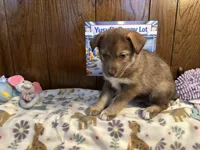 Rolls , a female Siberian Husky and Black Mouth Cur for sale in Walnut Creek, CA – Photo 8 of 10