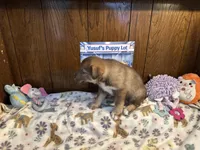 Rolls , a female Siberian Husky and Black Mouth Cur for sale in Walnut Creek, CA – Photo 10 of 10