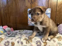 Rolls , a female Siberian Husky and Black Mouth Cur for sale in Walnut Creek, CA – Photo 7 of 10