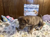 Rolls , a female Siberian Husky and Black Mouth Cur for sale in Walnut Creek, CA – Photo 5 of 10