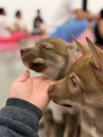 Rolls , a female Siberian Husky and Black Mouth Cur for sale in Walnut Creek, CA – Photo 3 of 10