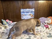 Rolls , a female Siberian Husky and Black Mouth Cur for sale in Walnut Creek, CA – Photo 6 of 10