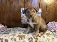 Rolls , a female Siberian Husky and Black Mouth Cur for sale in Walnut Creek, CA – Photo 3 of 10
