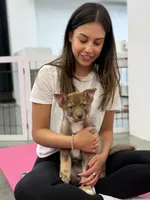 Rolls , a female Siberian Husky and Black Mouth Cur for sale in Walnut Creek, CA – Photo 4 of 10