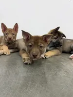 Rolls , a female Siberian Husky and Black Mouth Cur for sale in Walnut Creek, CA – Photo 5 of 10