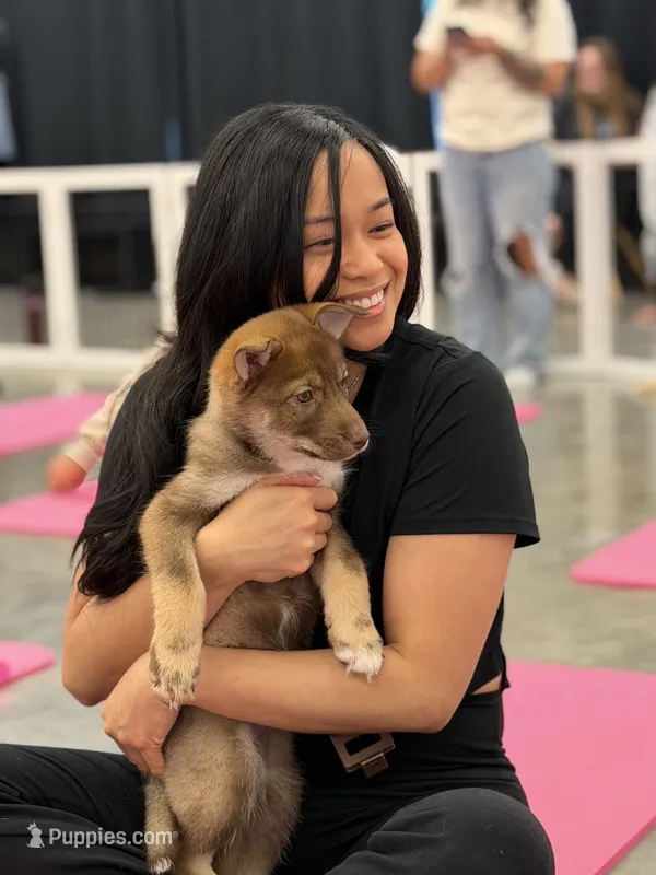 Rolls  – Siberian Husky, Black Mouth Cur puppy for sale in Walnut Creek, CA