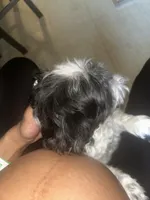 Bentley , a male Shih Tzu and Poodle - Standard  for sale in Chicago, IL – 4 of 6