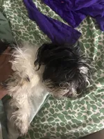 Bentley , a male Shih Tzu and Poodle - Standard  for sale in Chicago, IL – 5 of 6