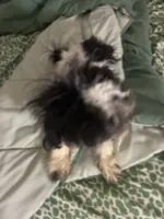 Bentley , a male Shih Tzu and Poodle - Standard  for sale in Chicago, IL – 6 of 6