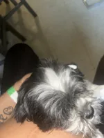 Bentley , a male Shih Tzu and Poodle - Standard  for sale in Chicago, IL – 2 of 6