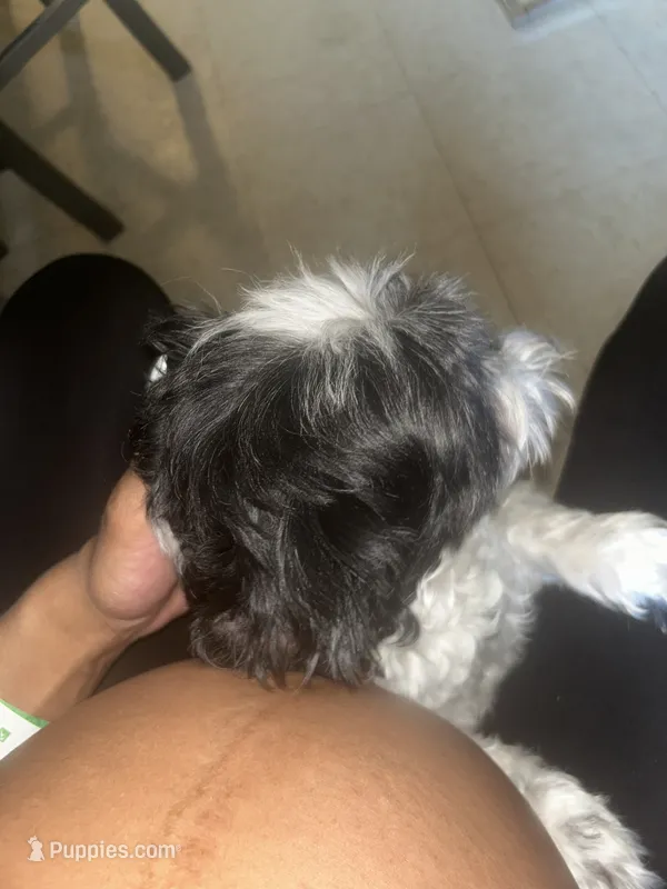 Bentley  – Shih Tzu, Poodle - Standard  puppy for sale in Chicago, IL