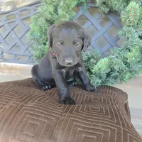 Cherry, a female Labradoodle for sale in Sutherland, NE – Photo 1 of 5