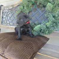 Cherry, a female Labradoodle for sale in Sutherland, NE – Photo 4 of 5