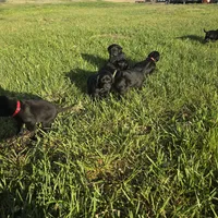 Cherry, a female Labradoodle for sale in Sutherland, NE – Photo 3 of 5