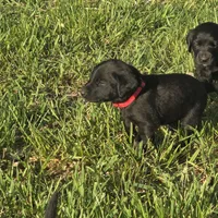 Cherry, a female Labradoodle for sale in Sutherland, NE – Photo 2 of 5