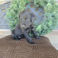 Cherry, a female Labradoodle for sale in Sutherland, NE – Photo 5 of 5