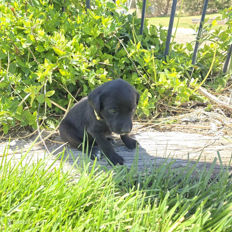 Coco – Labradoodle puppy for sale in Sutherland, NE