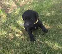 Coco, a female Labradoodle for sale in Sutherland, NE – Photo 2 of 6