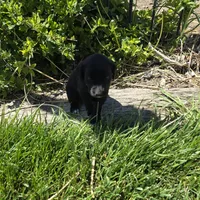 Coco, a female Labradoodle for sale in Sutherland, NE – Photo 6 of 6