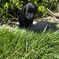 Coco, a female Labradoodle for sale in Sutherland, NE – Photo 4 of 6