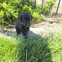 Coco, a female Labradoodle for sale in Sutherland, NE – Photo 5 of 6