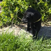 Coco, a female Labradoodle for sale in Sutherland, NE – Photo 3 of 6