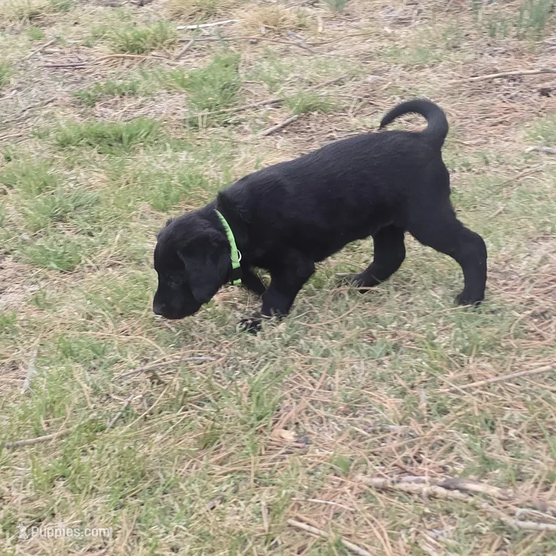 Chloe  – Labradoodle puppy for sale in Sutherland, NE