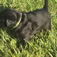 Chloe , a female Labradoodle for sale in Sutherland, NE – Photo 4 of 6