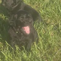Chloe , a female Labradoodle for sale in Sutherland, NE – Photo 3 of 6