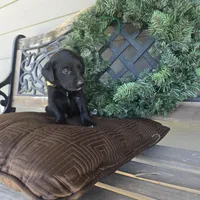 Chloe , a female Labradoodle for sale in Sutherland, NE – Photo 1 of 6