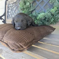 Chloe , a female Labradoodle for sale in Sutherland, NE – Photo 6 of 6