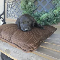 Chloe , a female Labradoodle for sale in Sutherland, NE – Photo 2 of 6
