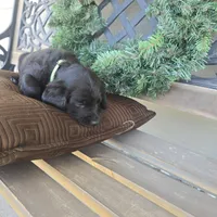 Chloe , a female Labradoodle for sale in Sutherland, NE – Photo 5 of 6